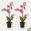 Orchidee Vanda roze 2 stuks - Bundelproduct - Kunstplanten