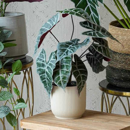 Costa Rica set - 4 stuks - Bundelproduct - Kunstplanten