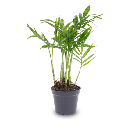 Mini planten set 6 - Inclusief 6x pot Boule Antraciet