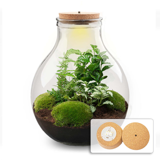 Planten terrarium - Big Paul Jungle - Mini-ecosysteem - ↑ 40 - 46 cm