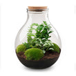 Planten terrarium - Big Paul Jungle - Mini-ecosysteem - ↑ 40 - 46 cm