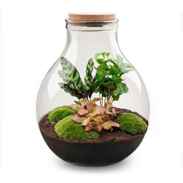 Planten terrarium - Big Paul Red - Mini-ecosysteem - ↑ 40 - 46 cm