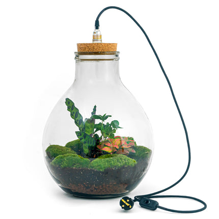 Planten terrarium - Big Paul Red - Mini-ecosysteem - ↑ 39 - 46 cm