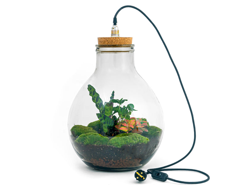 Planten terrarium - Big Paul Red - Mini-ecosysteem - ↑ 39 - 46 cm