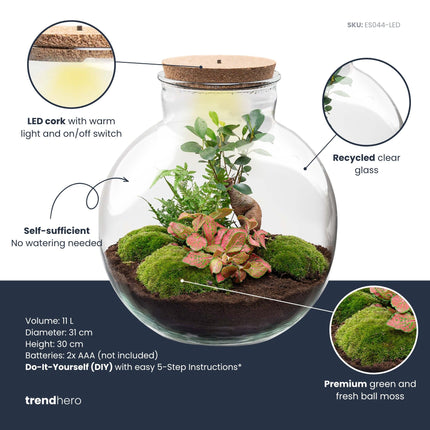 Planten terrarium - DIY kit - Bolder Bob Bonsai - Ecosysteem plant - Ø 31 cm ↑ 30 cm