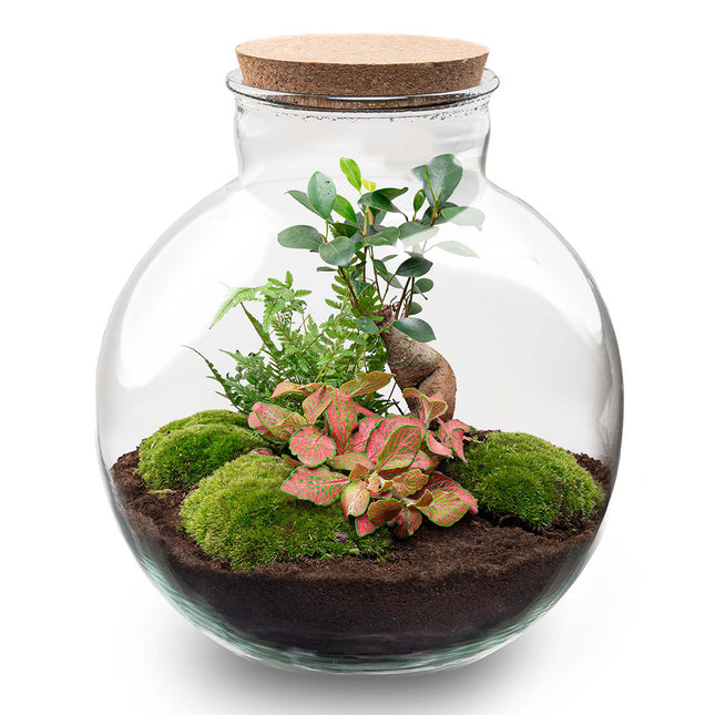 Planten terrarium - DIY kit - Bolder Bob Bonsai - Ecosysteem plant - Ø 31 cm ↑ 30 cm