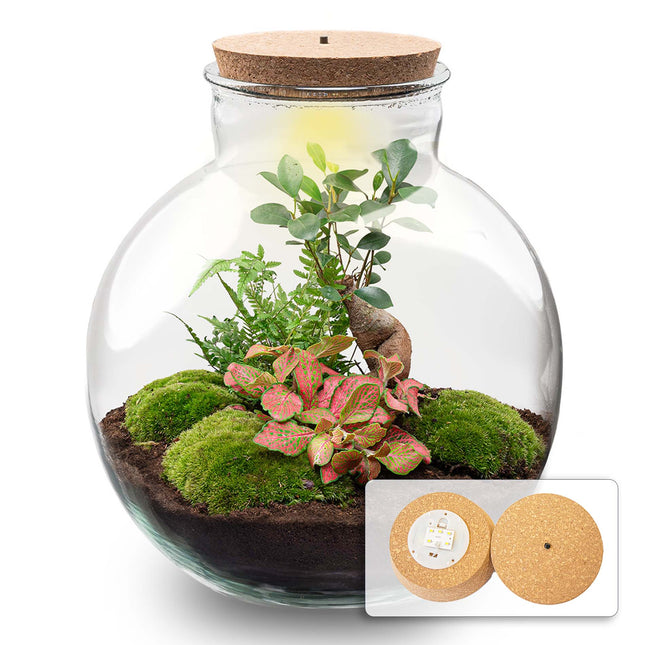 Planten terrarium - DIY kit - Bolder Bob Bonsai - Ecosysteem plant - Ø 31 cm ↑ 30 cm