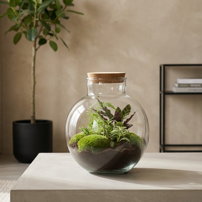 Bolder Bob - DIY Planten terrarium -  Ecosysteem plant - Ø 31 cm ↑ 30 cm