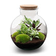 Planten terrarium - Bolder Bob - Ecosysteem plant - ↑ 30 cm