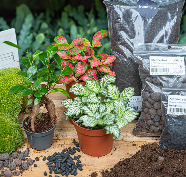 Ficus Ginseng bonsai - Terrarium Start- & navulpakket - 3 terrarium planten - DIY