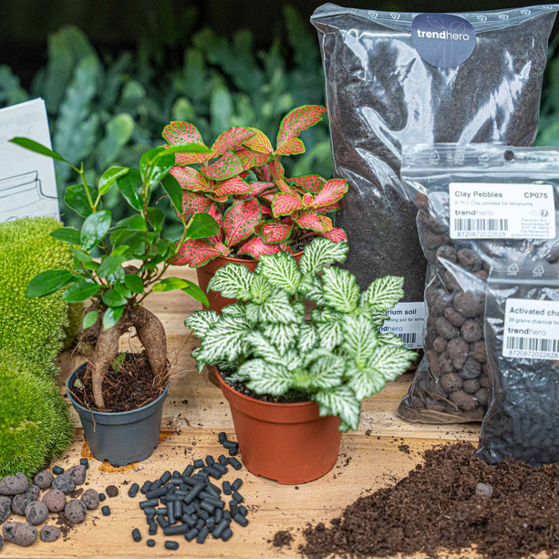 Ficus Ginseng bonsai - Terrarium Start- & navulpakket - 3 terrarium planten - DIY