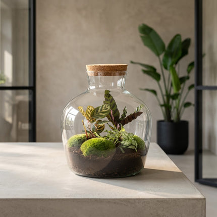 Fat Joe - DIY Planten terrarium -  Ecosysteem plant - Ø 29 cm ↑ 30 cm