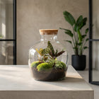 Fat Joe - DIY Planten terrarium -  Ecosysteem plant - Ø 29 cm ↑ 30 cm