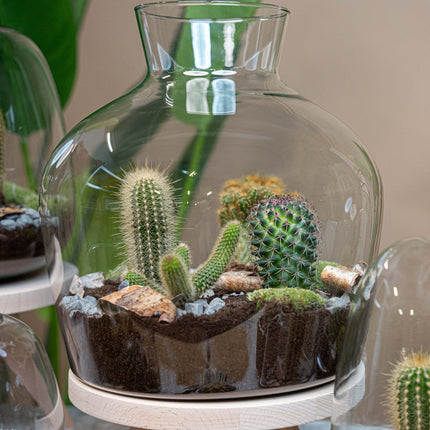 Cactus Terrarium Fat Joe -  Cactus in vaas