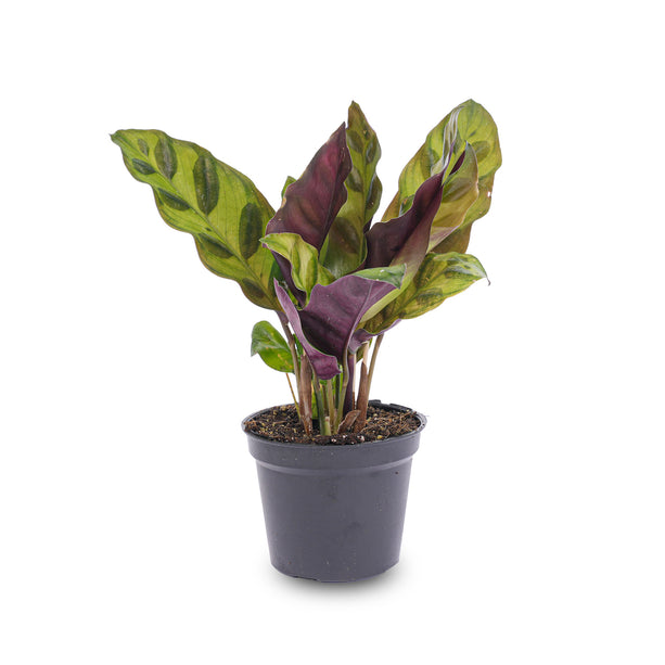 Calathea Lancifolia - Pauwenplant - Terrarium plant - Ø 6 cm