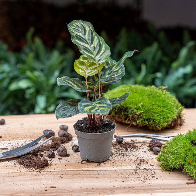 Calathea Makoyana - Pauwenplant - Terrarium plant - Ø 6 cm