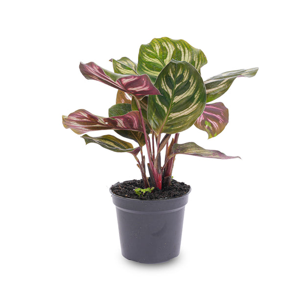 Calathea Makoyana - Pauwenplant - Terrarium plant - Ø 6 cm