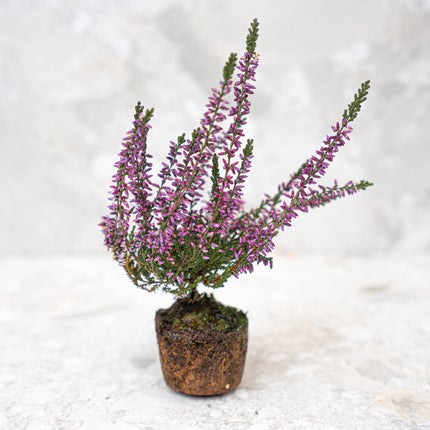 Calluna vulgaris - Callu Nova - Mini