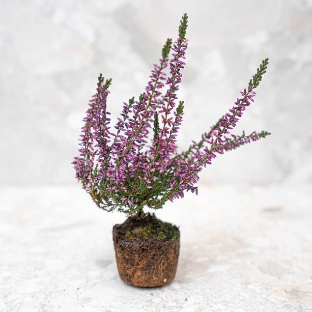 Calluna vulgaris - Callu Nova - Mini
