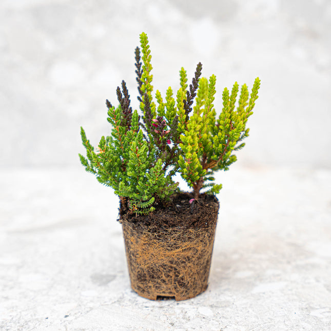 Calluna Vulgaris - Garden Girls 'Sunset Girls' - Mini