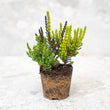 Calluna Vulgaris - Garden Girls 'Sunset Girls' - Mini