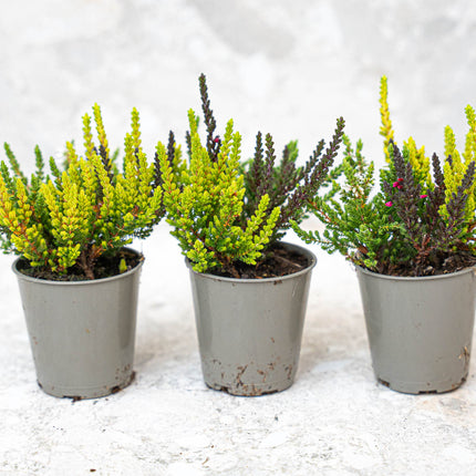 Calluna Vulgaris - Garden Girls 'Sunset Girls' - Mini