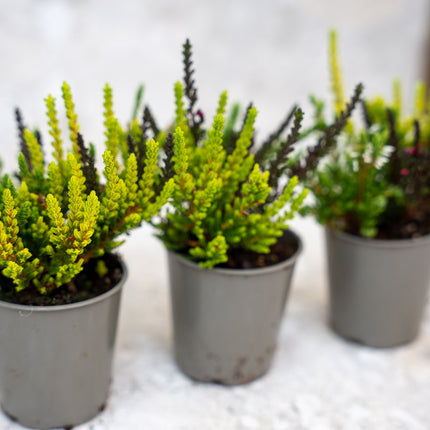 Calluna Vulgaris - Garden Girls 'Sunset Girls' - Mini
