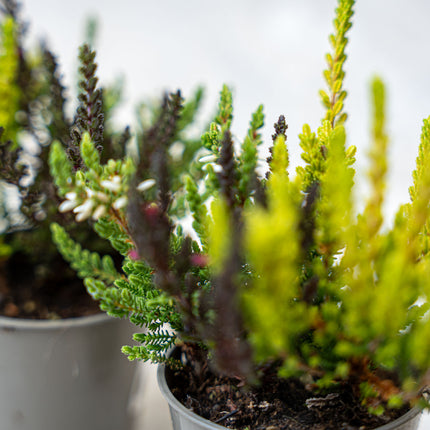 Calluna Vulgaris - Garden Girls 'Sunset Girls' - Mini