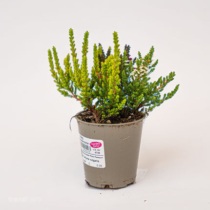Calluna Vulgaris - Garden Girls 'Sunset Girls' - Mini