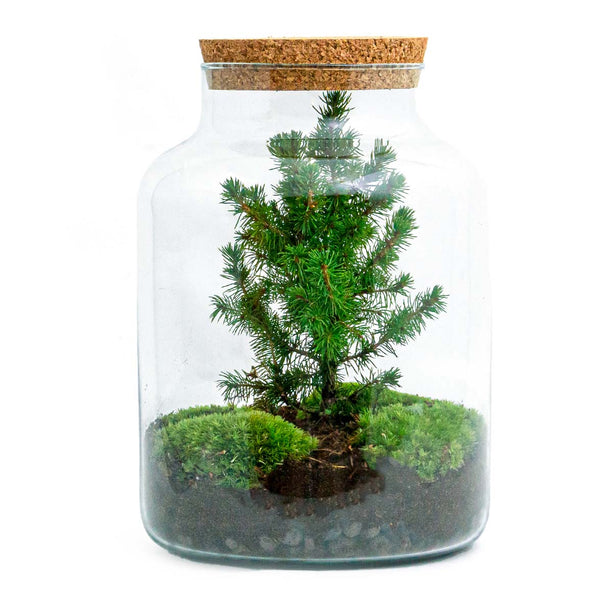 Milky Christmas - Planten terrarium met kerstboom en verlichting - ↑ 30 cm