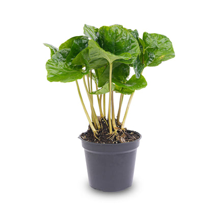 Mini planten set 6 - Inclusief 6x pot Boule Antraciet