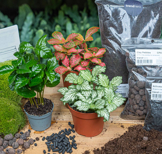 Coffea Arabica- Terrarium Start- & navulpakket - 3 terrarium planten - DIY