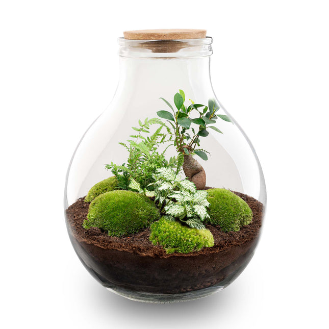 Planten terrarium - Big Paul Bonsai - Mini-ecosysteem - ↑ 40 - 46 cm