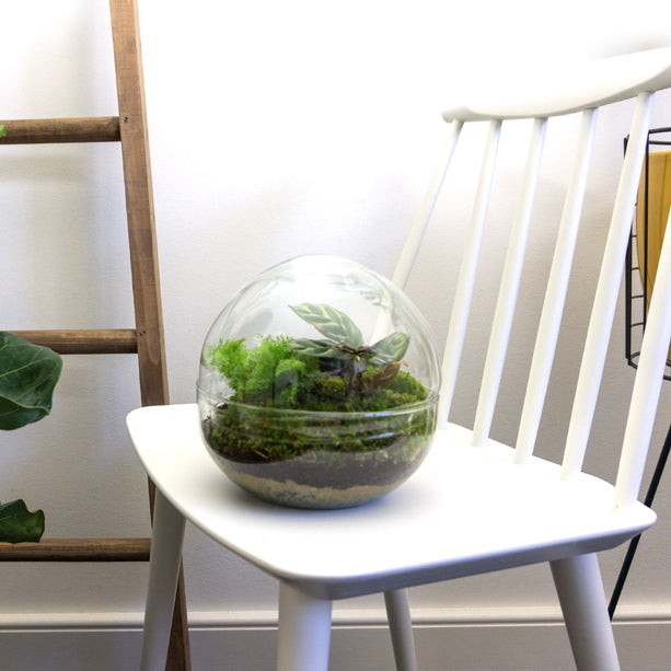 Planten terrarium - DIY kit - Dome - Ecosysteem plant - Ø 20 cm ↑ 20 cm