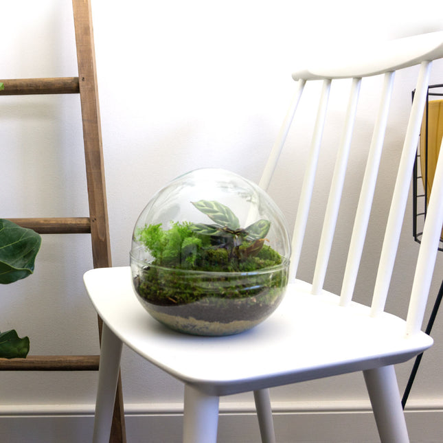 Dome - DIY Planten terrarium - Tweedelig bolglas - Ecosysteem plant - Ø 20 cm ↑ 20 cm