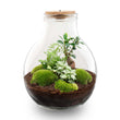 Planten terrarium - Big Paul Bonsai - Mini-ecosysteem - ↑ 40 - 46 cm