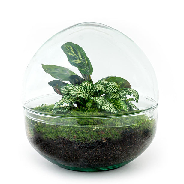 Planten terrarium - DIY - Dome - Ecosysteem plant - ↑ 20 cm