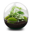 Planten terrarium - DIY - Dome XL - Ecosysteem plant - ↑ 30 cm