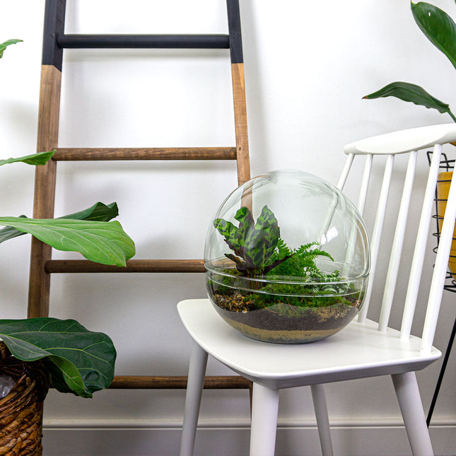 Dome XL - DIY Planten terrarium - Tweedelig bolglas - Ecosysteem plant - Ø 28 cm ↑ 28 cm