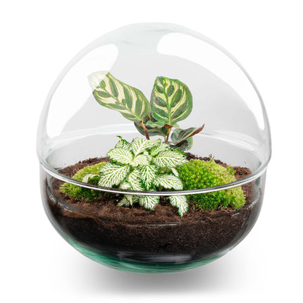 Planten terrarium - DIY - Dome - Ecosysteem plant - ↑ 20 cm