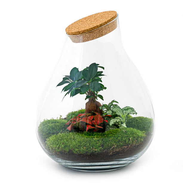 Planten terrarium - Drop XXL Bonsai - Ecosysteem plant - ↑ 43 cm