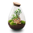 Planten terrarium - Drop XL Bonsai - Ecosysteem plant - ↑ 37 cm