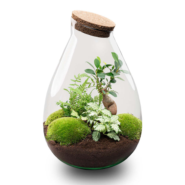 DIY Terrarium - Teddy Bonsai - ↑ 26,5 Cm bestellen bij de kweker - Pots&Plants DIY Terrarium - Teddy Bonsai - ↑ 26,5 Cm bestellen bij de kweker - Pots&Plants