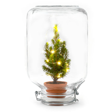 Easyplant- Mini-kerstboom - Planten terrarium - Mini-ecosysteem - ↑ 28 cm