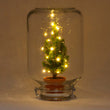 Easyplant- Mini-kerstboom - Planten terrarium - Mini-ecosysteem - ↑ 28 cm