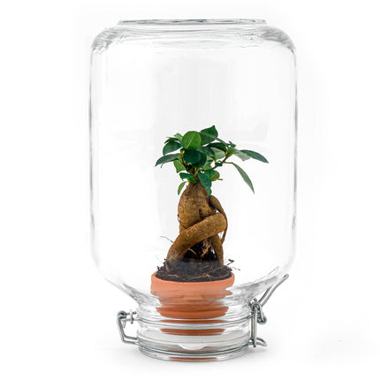 Easyplant - Planten terrarium - Mini-ecosysteem - ↑ 28 cm