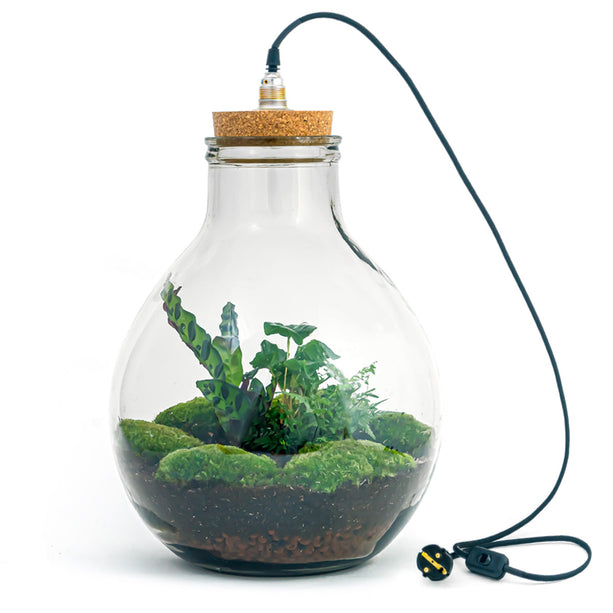 Planten terrarium - Big Paul Jungle - Mini-ecosysteem - ↑ 39 - 46 cm