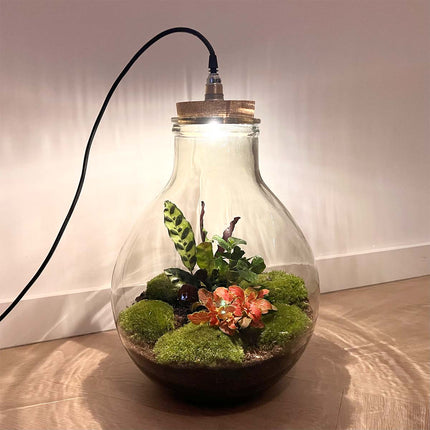 Planten terrarium - Big Paul Jungle - Mini-ecosysteem - ↑ 40 - 46 cm