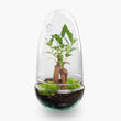 Planten terrarium - Egg - Ecosysteem in 'ei stolp' - ↑ 25 cm