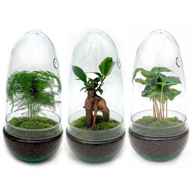 Planten terrarium - Egg - Ecosysteem in 'ei stolp' - ↑ 25 cm